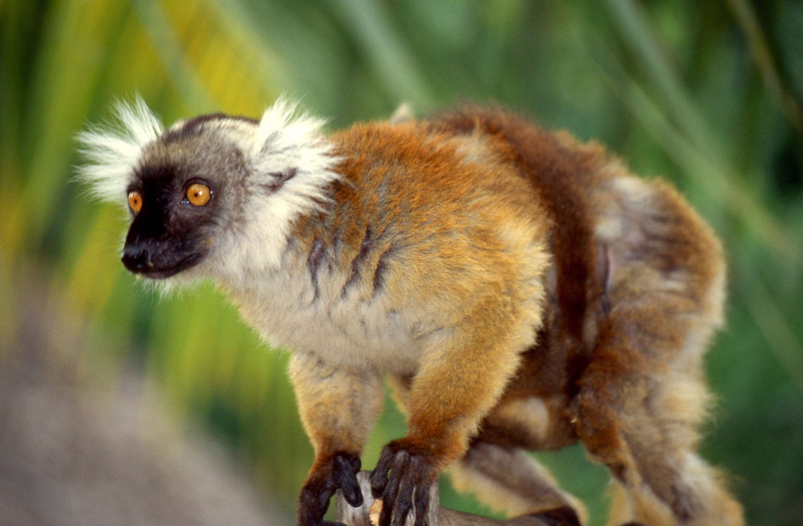 Image de Eulemur Simons & Rumpler 1988