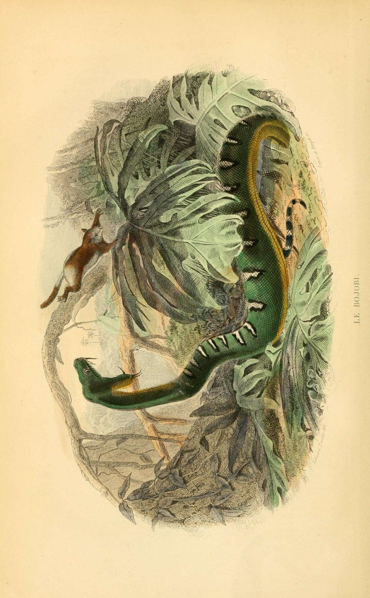 Image of Corallus Daudin 1803