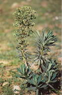 Image of Albanian spurge