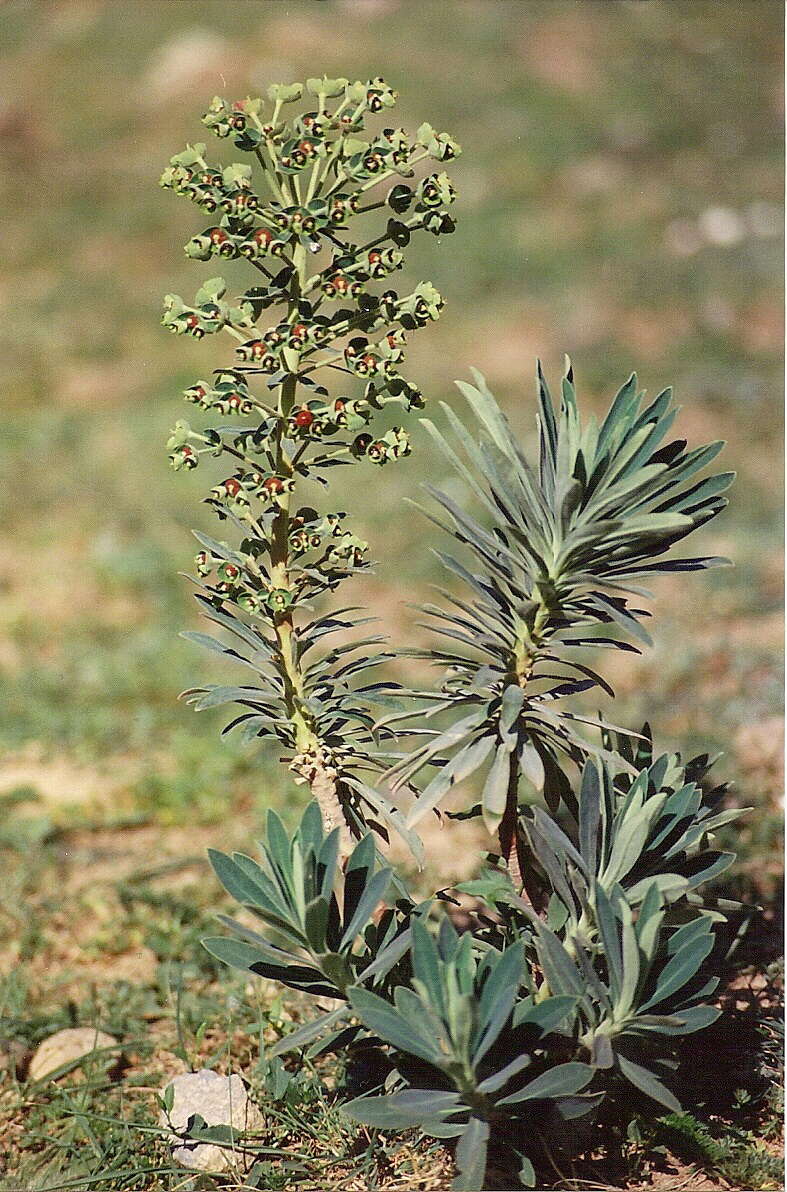 Euphorbia characias subsp. characias resmi