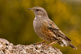 Image of accentors