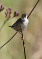 Image of Fan-tailed Cisticola