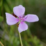 Слика од Pterolepis repanda (DC.) Triana