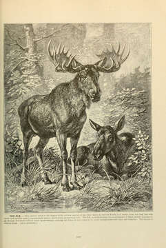 Image of Alces Gray 1821