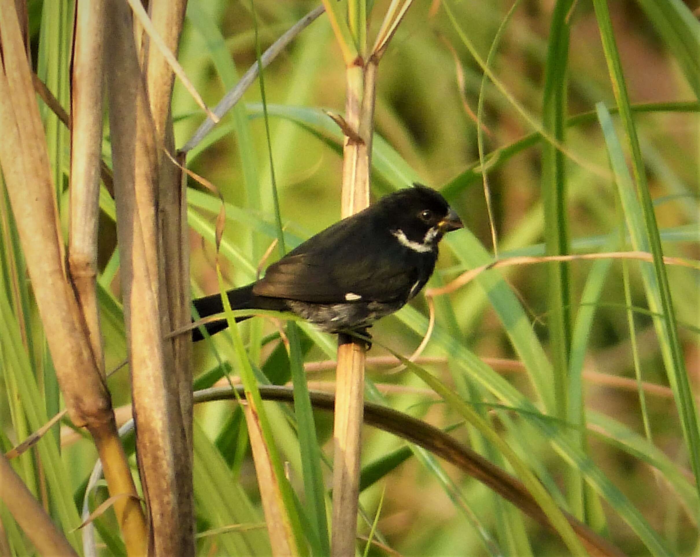 صورة Sporophila corvina (Sclater & PL 1860)