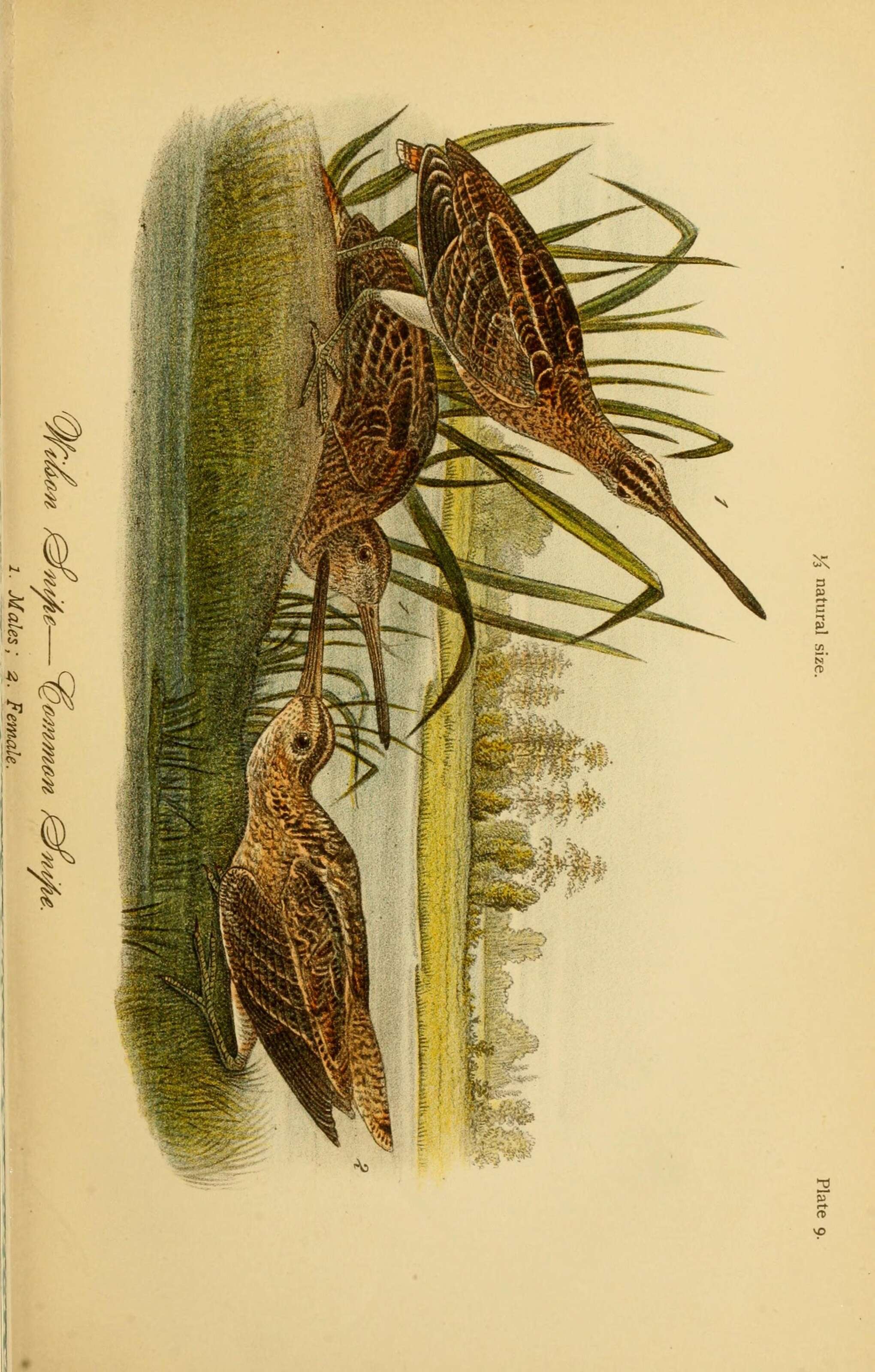 Image of Wilson's Snipe