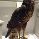 Image of Long-winged Harrier