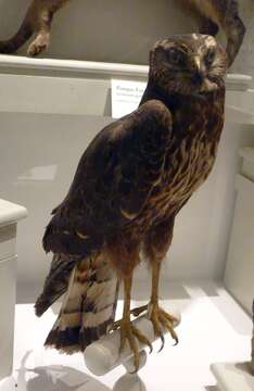 Image of Long-winged Harrier