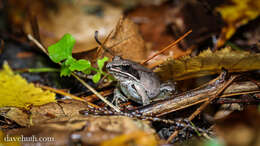 Image of Lithobates Fitzinger 1843