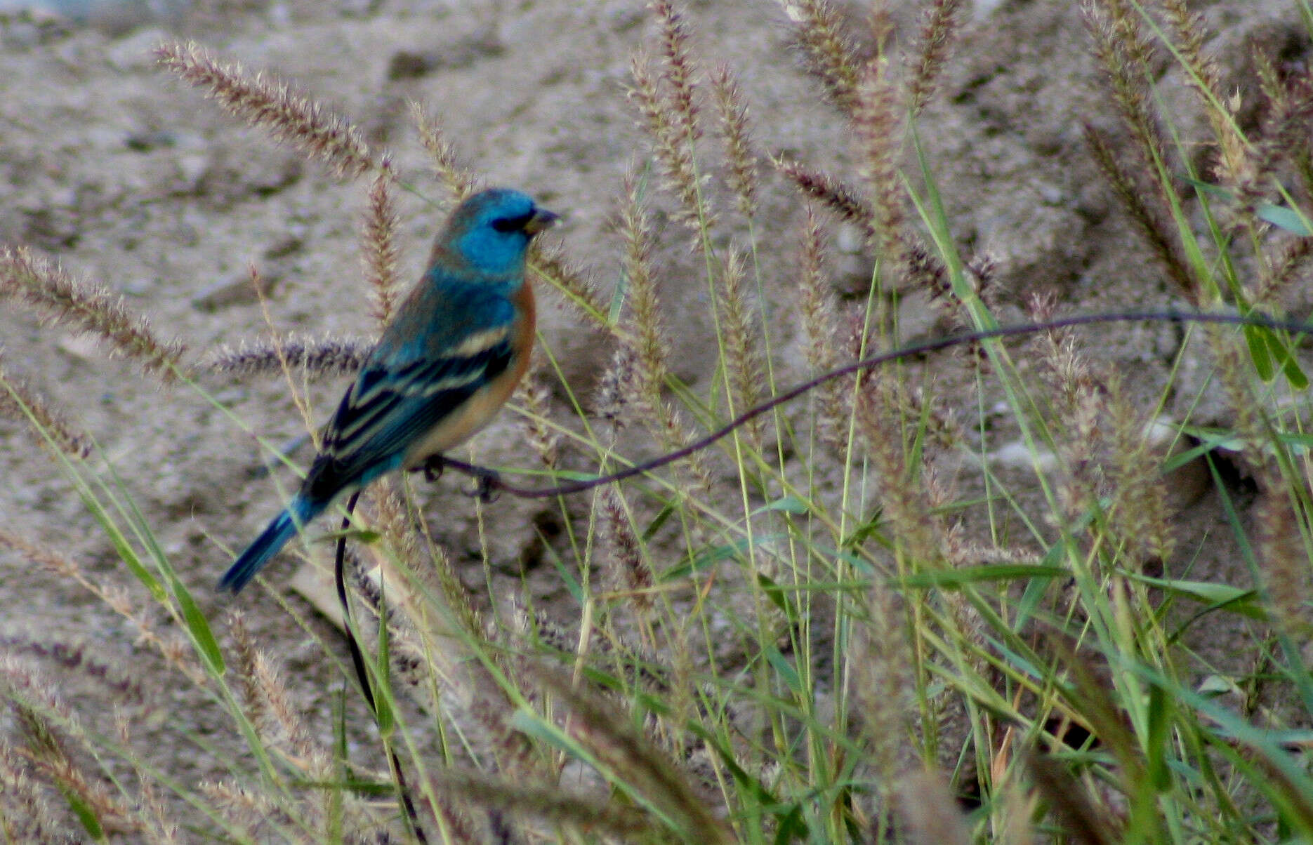 Image of Lazuli Bunting