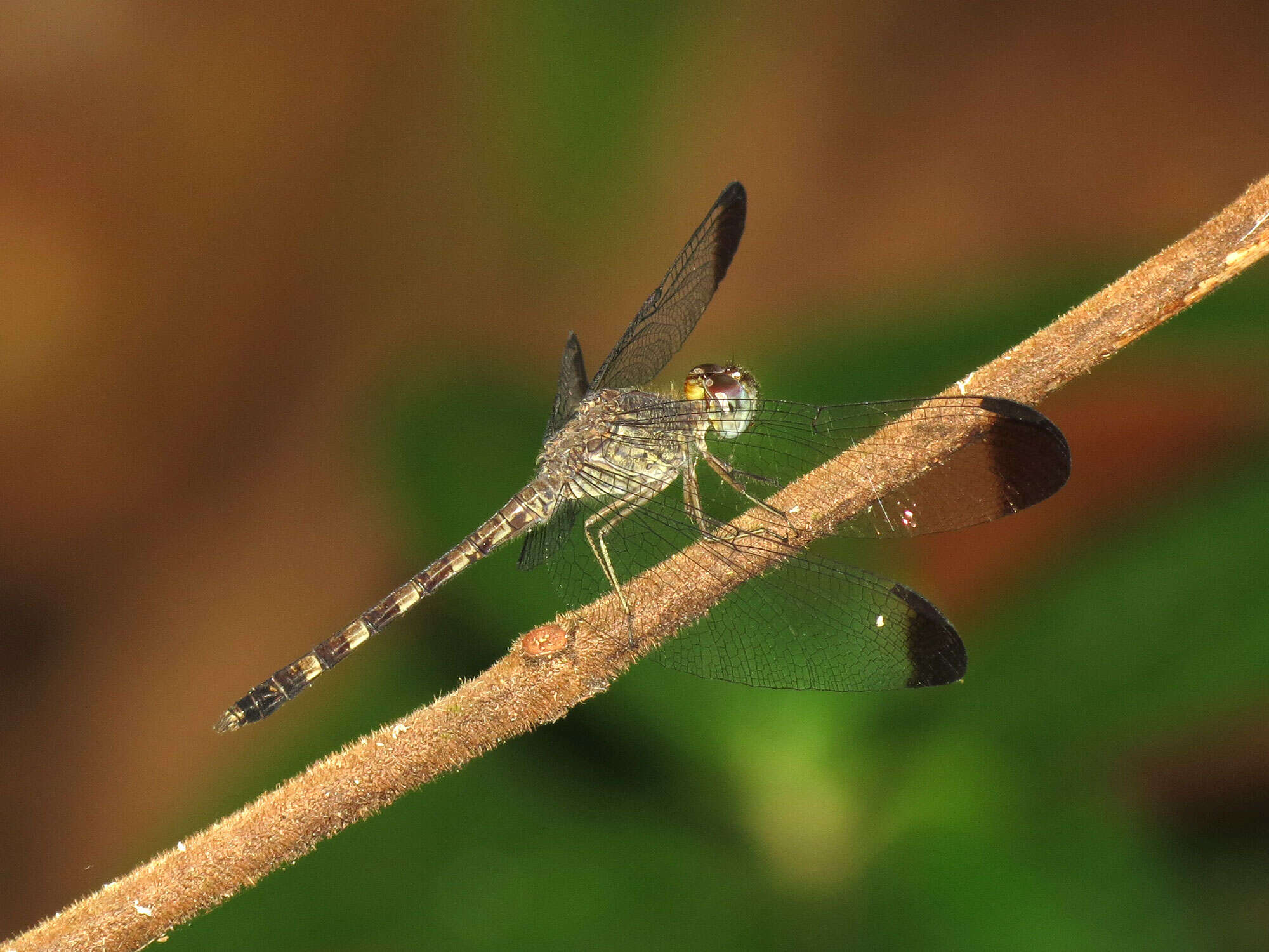 Image of Uracis Rambur 1842