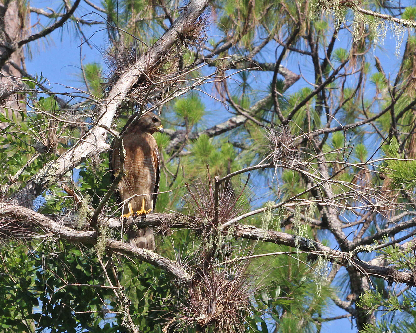 Image of Buteo Lacépède 1799