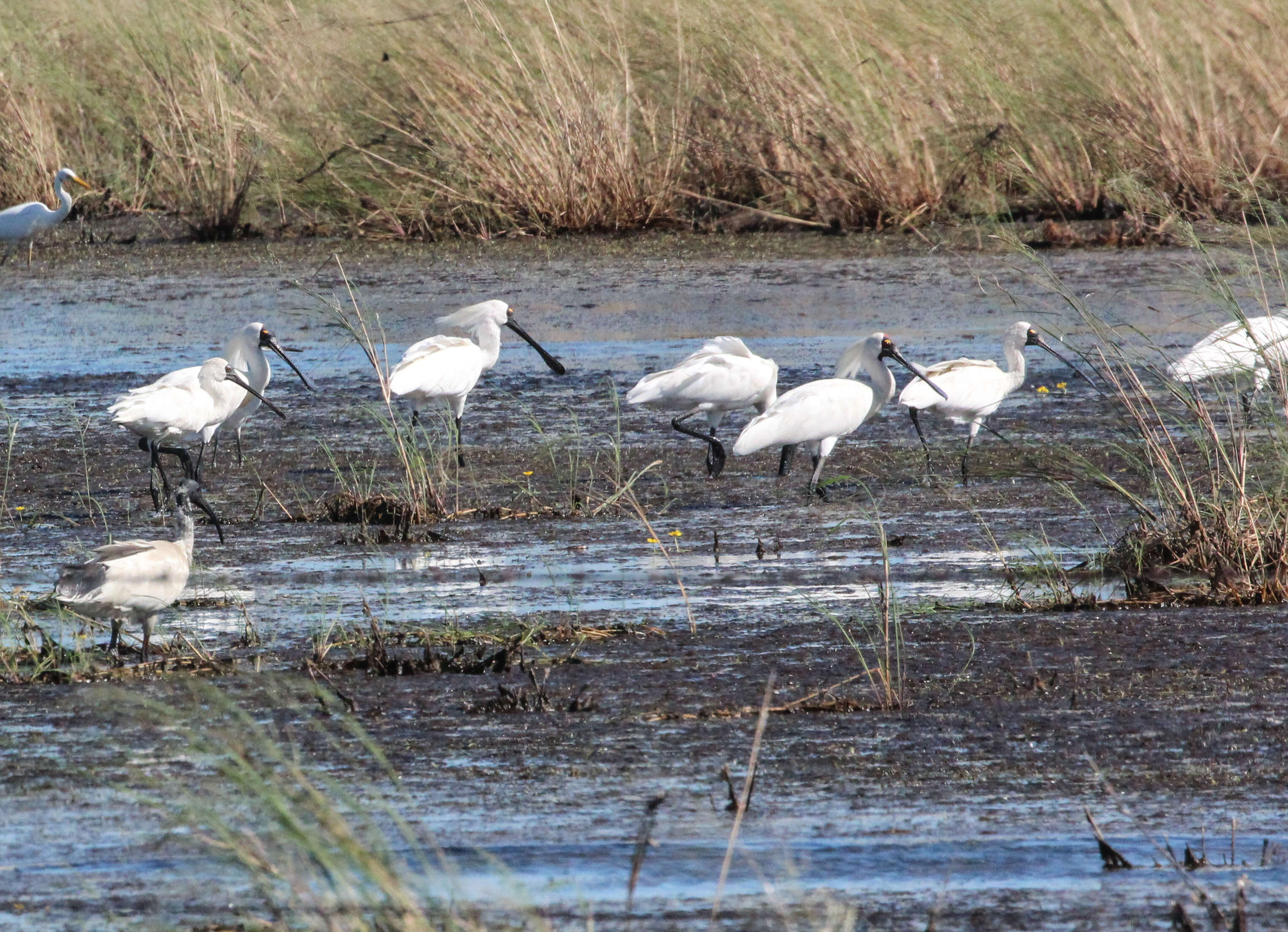 Image of Platalea Linnaeus 1758