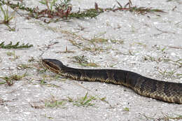 Image of Cottonmouth