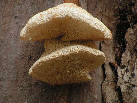 Image de Laetiporus portentosus (Berk.) Rajchenb. 1995