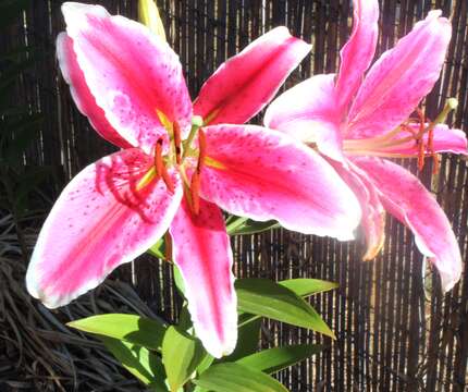 Image of Lilium speciosum Thunb.