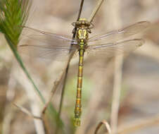 Image of Green-eyed Hooktail