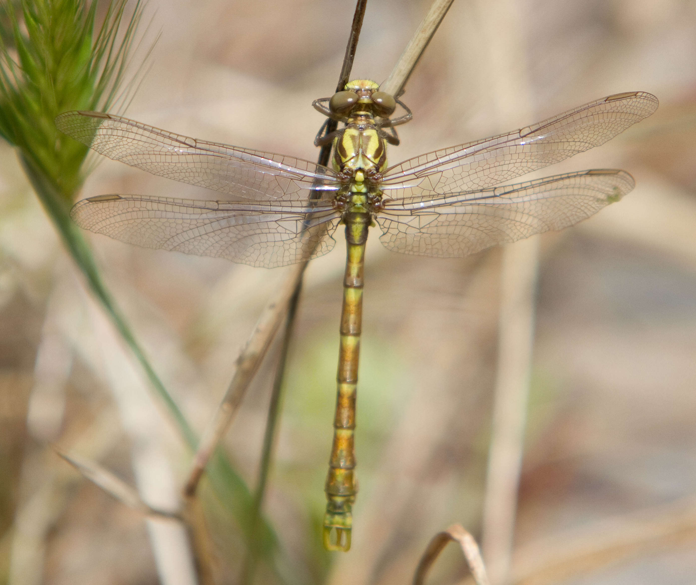 Image of Green-eyed Hooktail