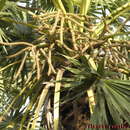 Image of toddy palm
