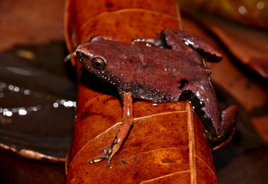 Image of Humming Frogs