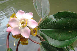 Image of Blakea grandiflora Hemsl.