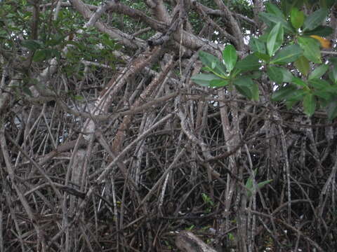 Image of red mangrove