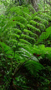 Image of Cyathea microdonta (Desv.) Domin