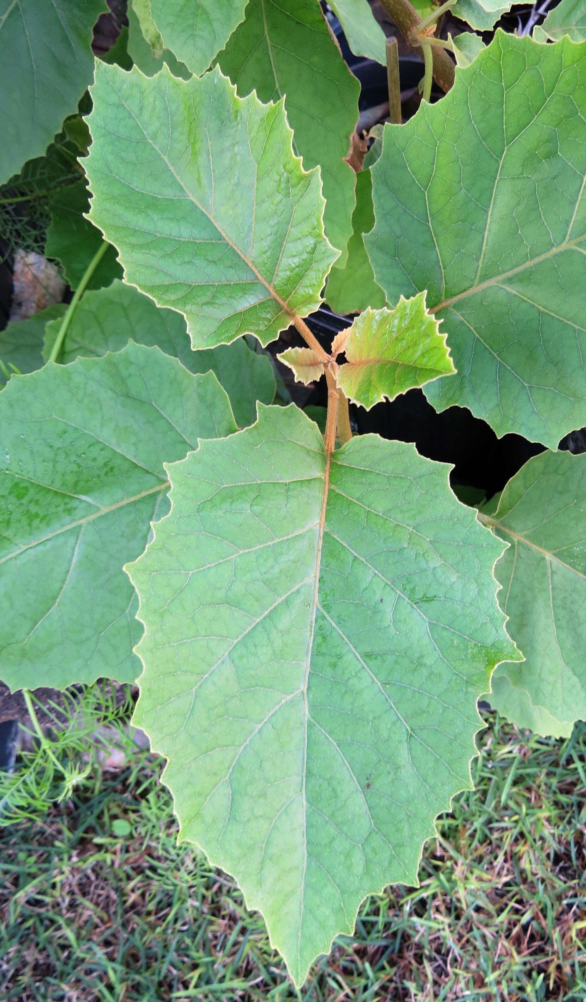 Image of Hawai'i horsenettle