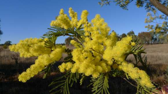 Image of Silver Wattle