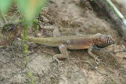 Plancia ëd Tropidurus melanopleurus Boulenger 1902