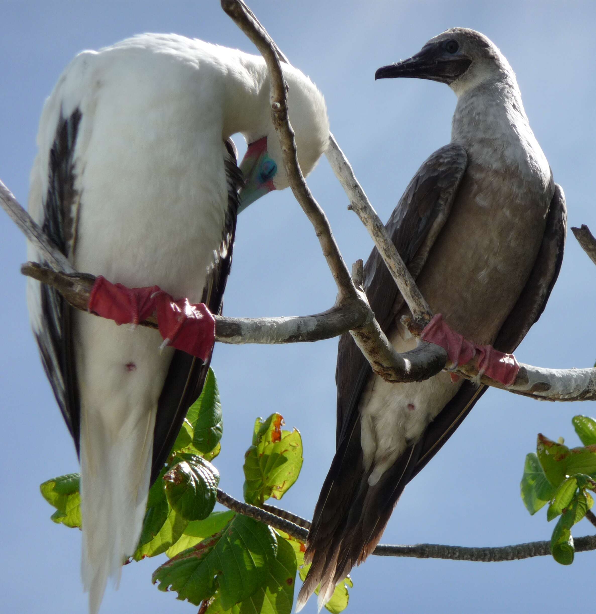 Image of Red-footed Booby