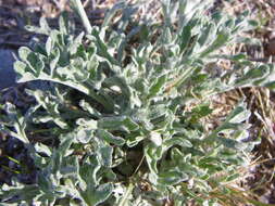 Image of desert marigold