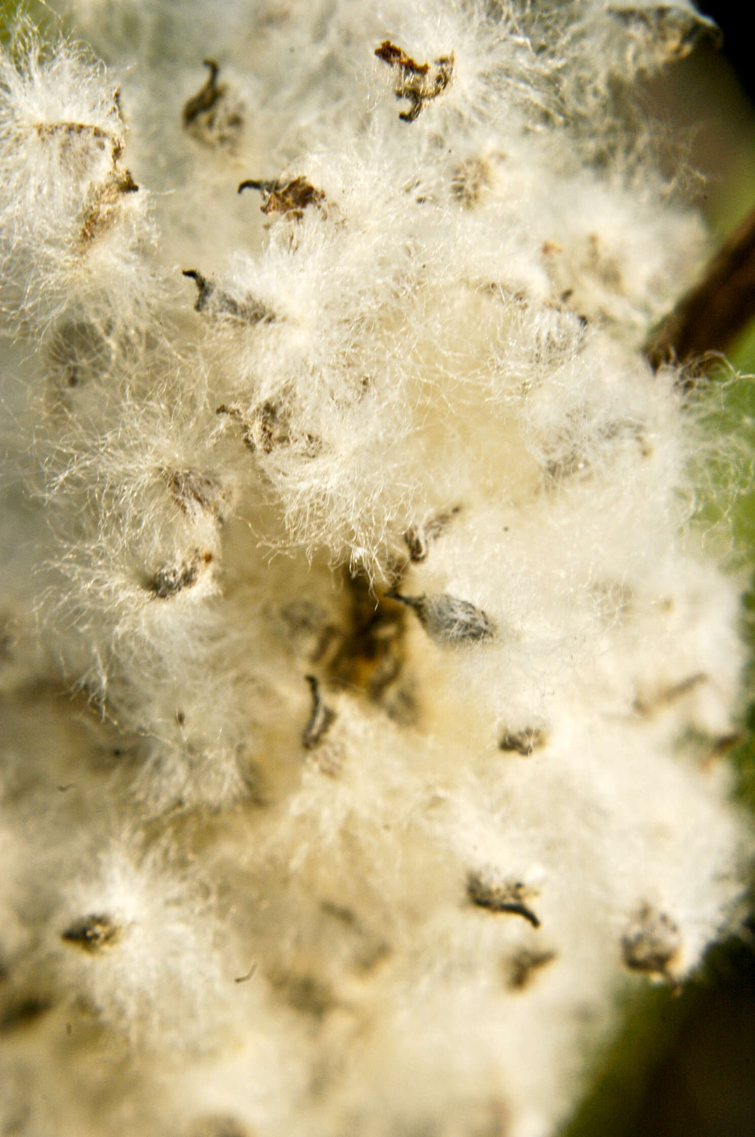 Image of candle anemone