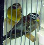 Image of African Golden-breasted Bunting