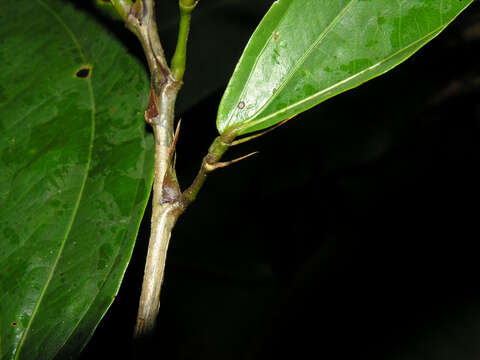 Image of Calliandra grandifolia P. H. Allen