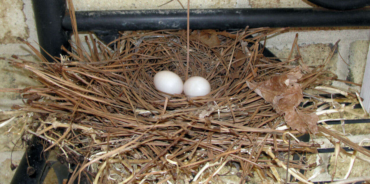 Image of American Mourning Dove