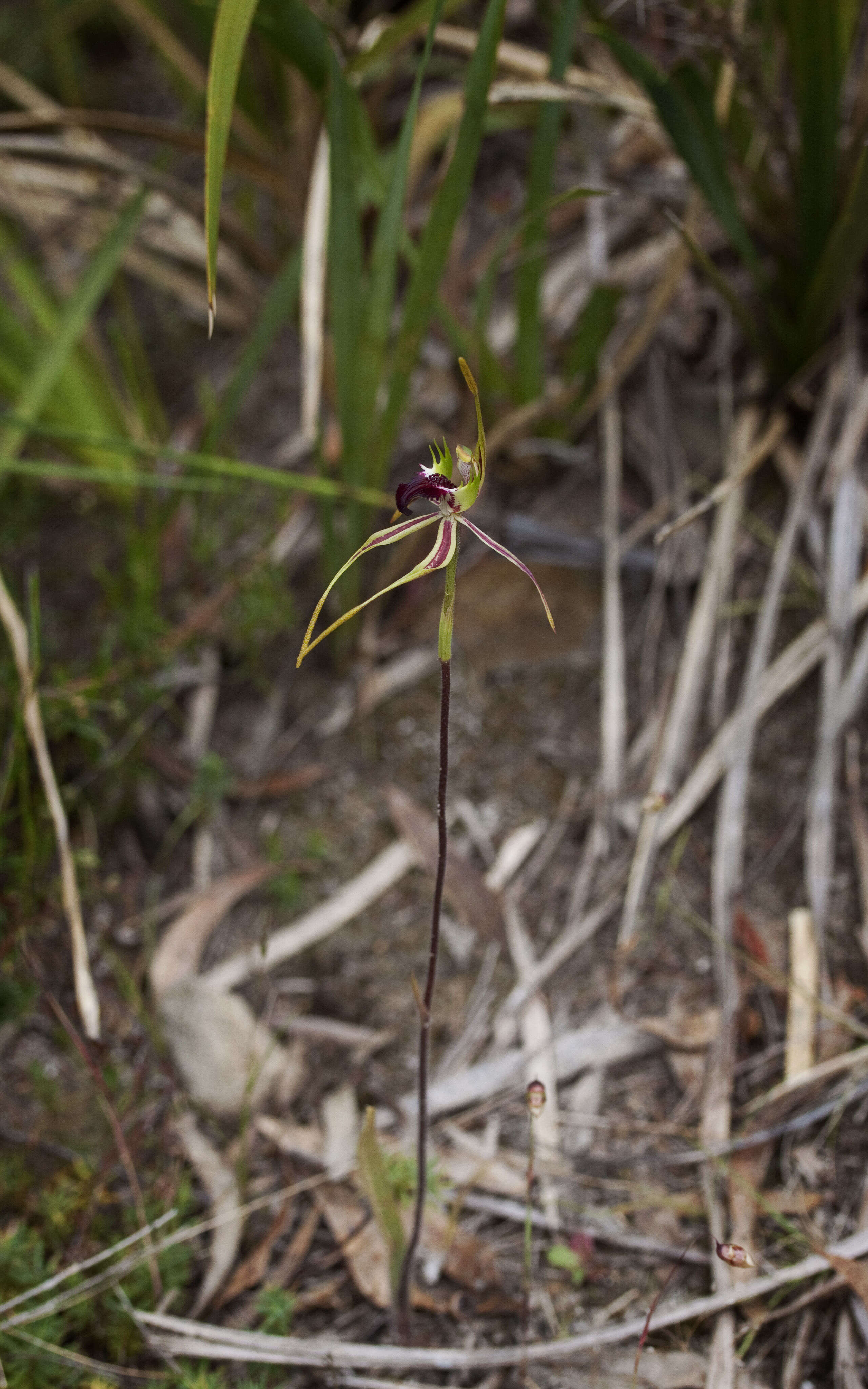 Image of Green comb spider orchid