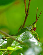 Plancia ëd Taphronota (Taphronota) calliparea (Schaum 1853)