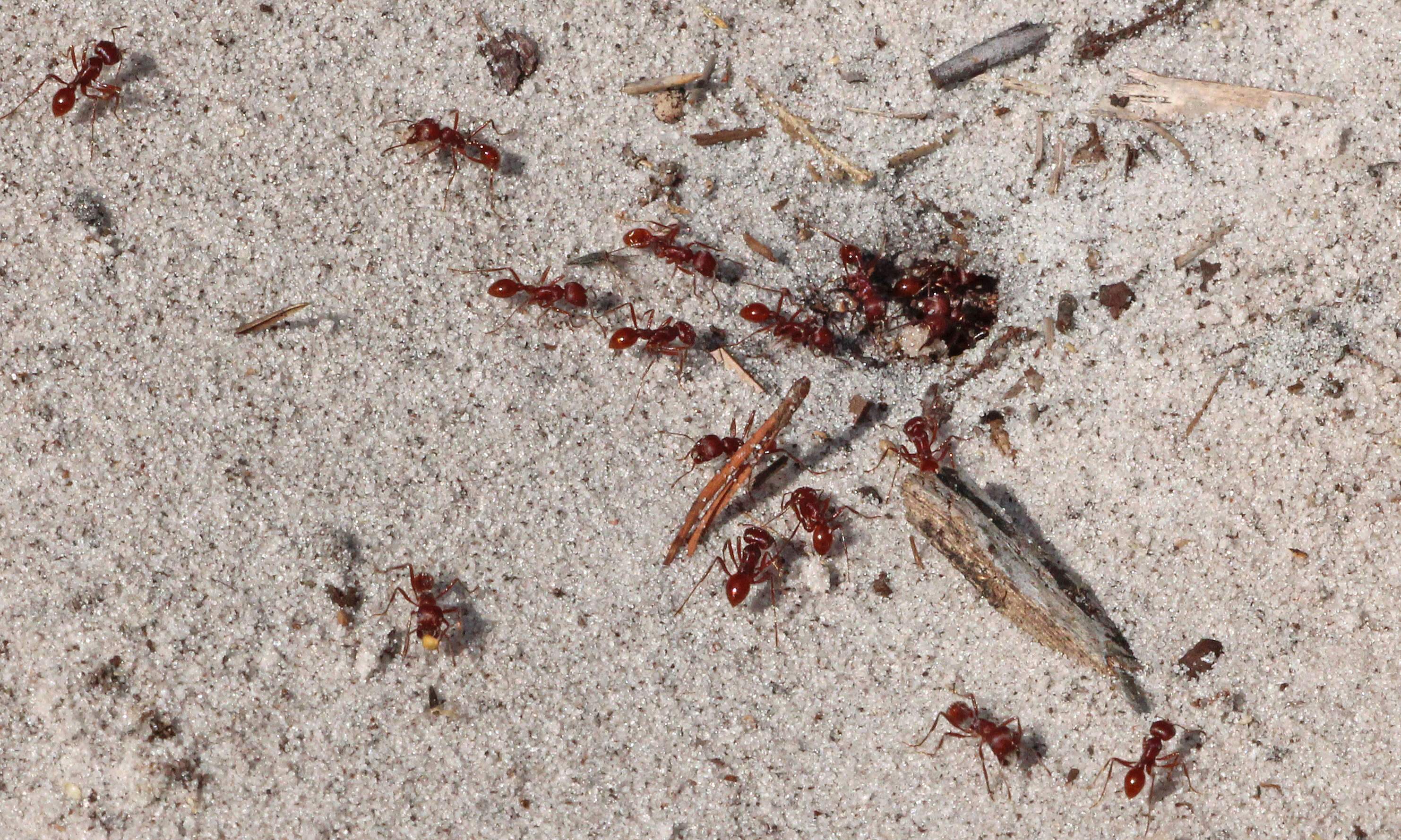 Image of Harvester Ants