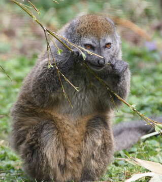 Image of Alaotra Reed Lemur