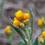 Image of Chrysocephalum apiculatum (Labill.) Steetz