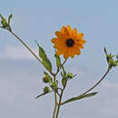Image of prairie sunflower