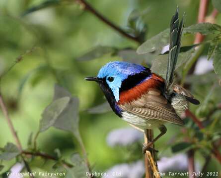 Image of Variegated Fairy-wren