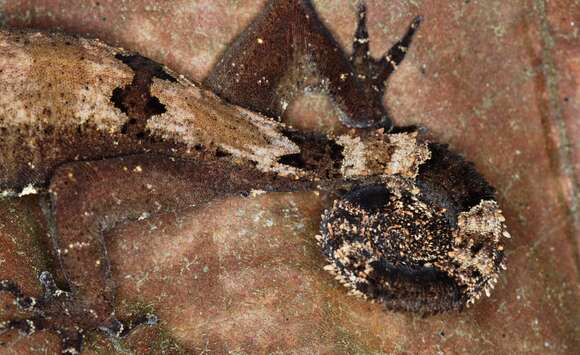 Image of Malaysia Bow-fingered Gecko