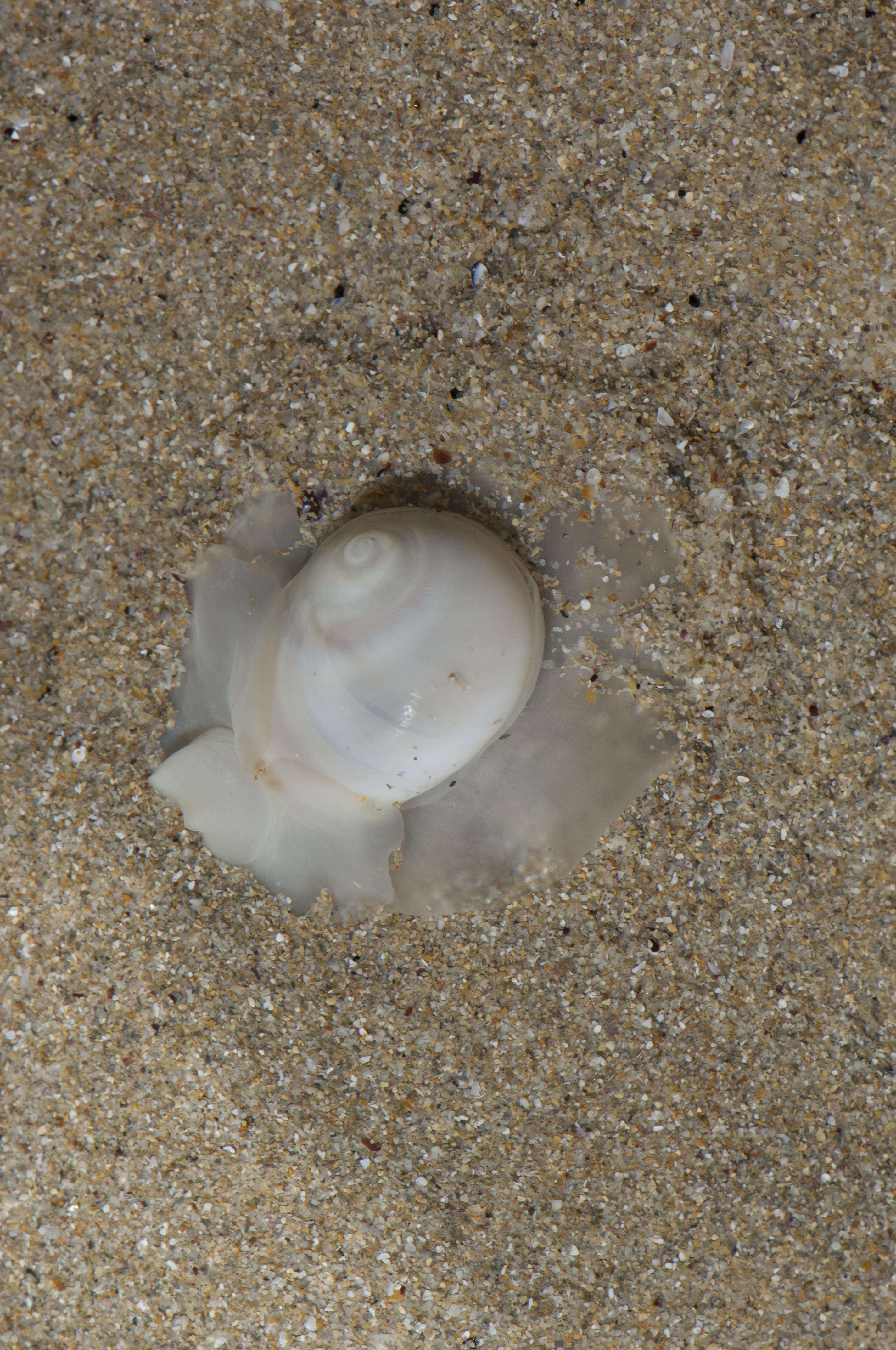 Image of moon snail