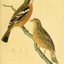Image of Rufous-tailed Plantcutter