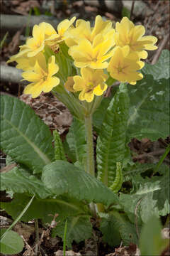 Image of elatior hybrid primroses