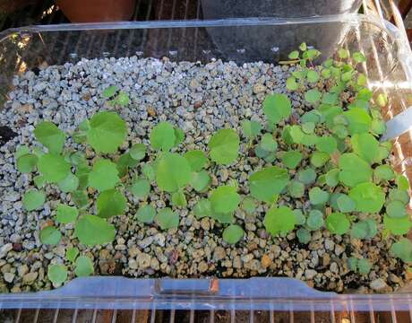 Image of Indian mallow