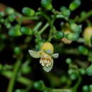 Sivun Dysoxylum pachyphyllum Hemsl. kuva