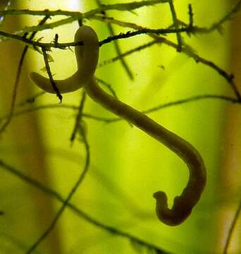 Image of white potworm